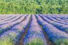France, Provence. Lavender field near Sault Art Print